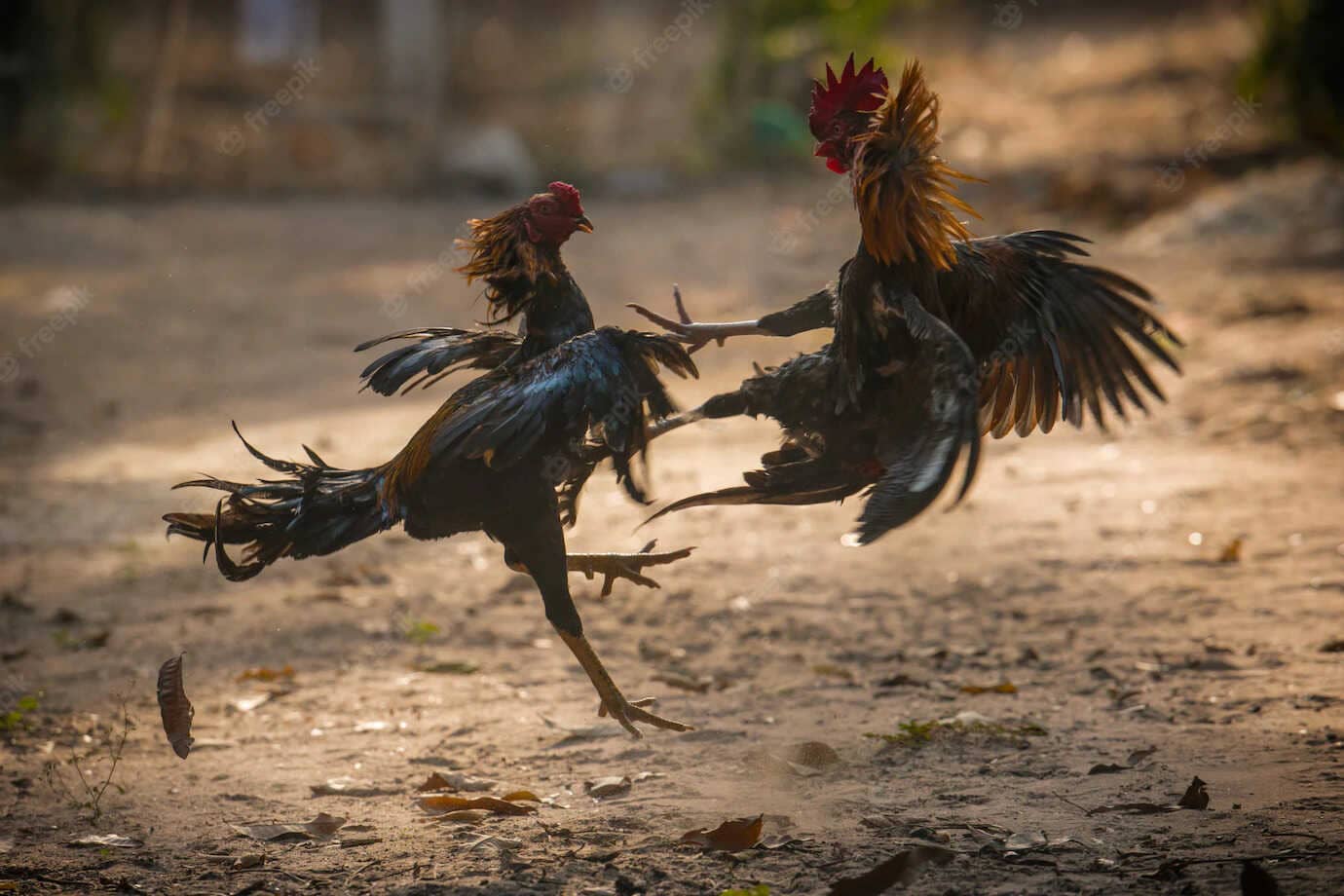 Đá gà Campuchia được biết đến như một trò chơi hợp pháp