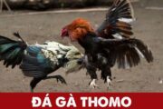 Đá gà trực tiếp Thomo hay nhất