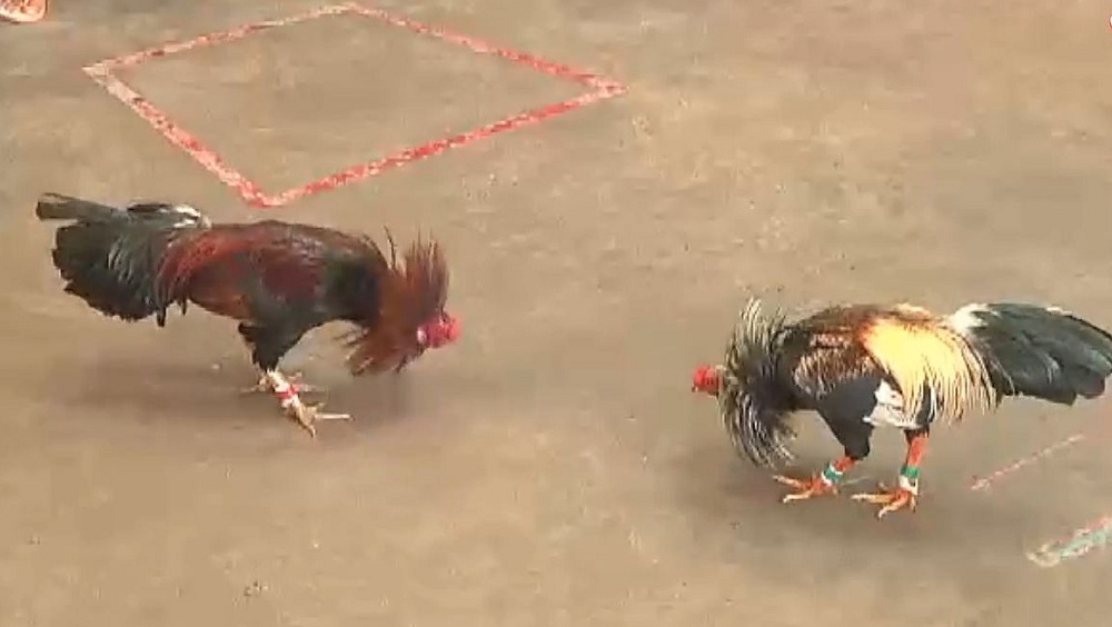 Hiện nay có hai hình thức chọi gà chính